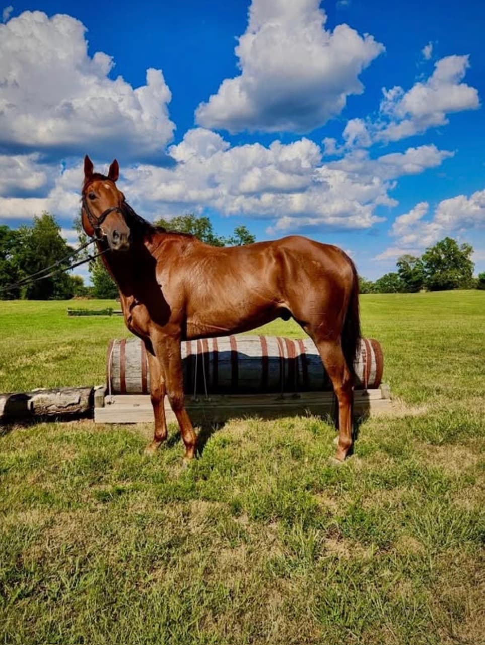 Biggie (Big Warden), a chestnut off-track Thoroughbred gelding, standing in profile in a Kentucky field